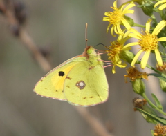Colias croceus