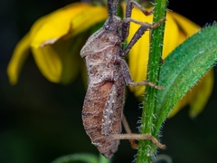 Piezogaster calcarator