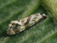 Aethes kindermanniana