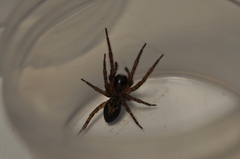 Amaurobius