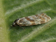 Aethes kindermanniana