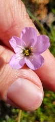 Drosera liniflora