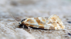 Aethes kindermanniana