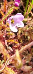 Drosera liniflora