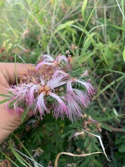Calliandra eriophylla