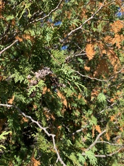 Thuja occidentalis