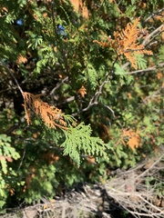 Thuja occidentalis