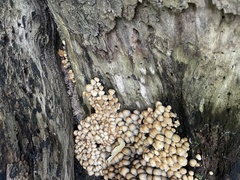 Micacei