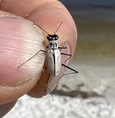 Habroscelimorpha dorsalis saulcyi