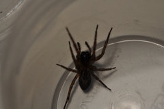 Amaurobius