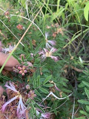 Calliandra eriophylla