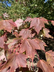 Acer rubrum