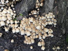 Micacei