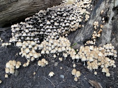 Micacei