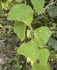 Passiflora yucatanensis