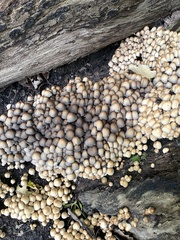Micacei