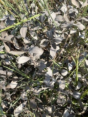Baptisia bracteata