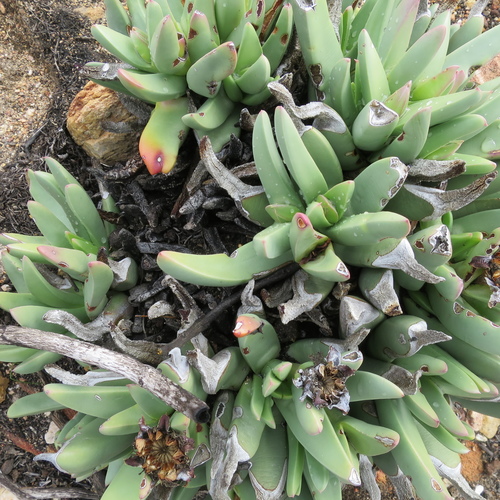 Image of Machairophyllum albidum by no rights reserved