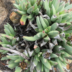 Machairophyllum albidum