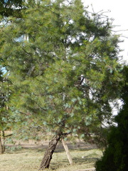 Pinus maximartinezii