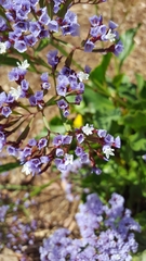 Limonium perezii