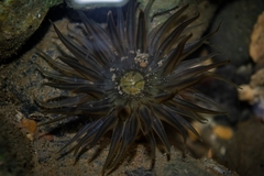 Anthopleura anjunae