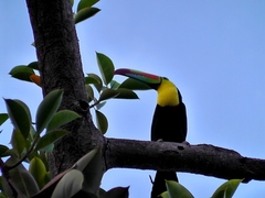 Ramphastos sulfuratus