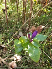 Gentiana clausa