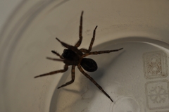 Amaurobius