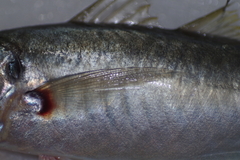 Decapterus maruadsi