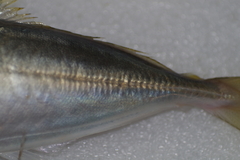Decapterus maruadsi