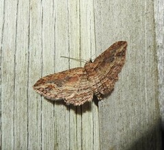 Chloroclystis filata