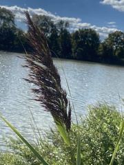 Phragmites
