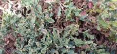 Genista tridentata
