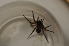 Amaurobius