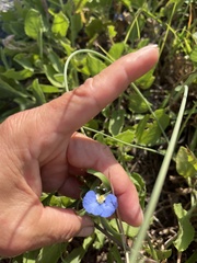 Commelina