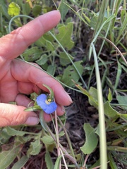Commelina