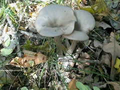 Pseudoclitocybe cyathiformis