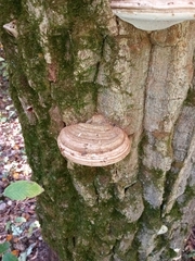 Ganoderma applanatum