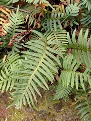 Polypodium calirhiza