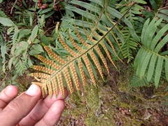 Polypodium calirhiza