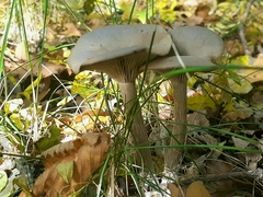 Pseudoclitocybe cyathiformis