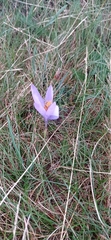 Crocus