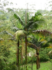 Arecoideae