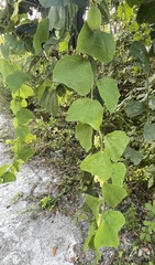 Passiflora yucatanensis