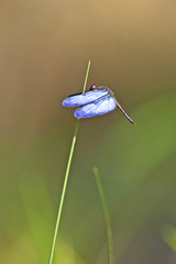 Zenithoptera lanei