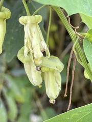 Passiflora yucatanensis