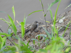 Serpophaga nigricans