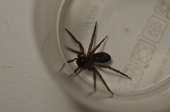 Amaurobius