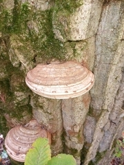 Ganoderma applanatum